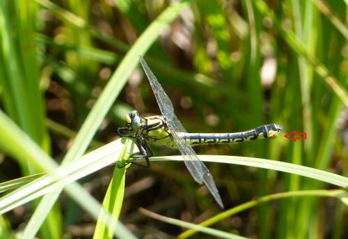 Réf. 185 405 : Gomphus vulgatissimus